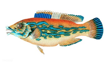 Vintage fish illustration | Free stock vector - 504550