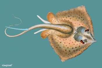 Vintage fish illustration | Free stock vector - 504552