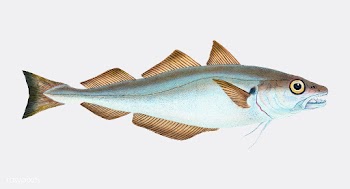 Vintage fish illustration | Free stock vector - 504558