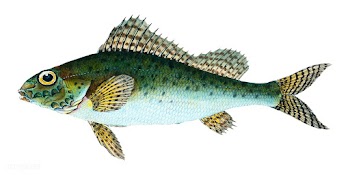 Vintage fish illustration | Free stock vector - 504559