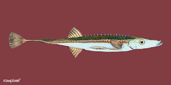 Vintage fish illustration | Free stock vector - 504560