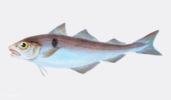 Vintage fish illustration | Free stock vector - 504561