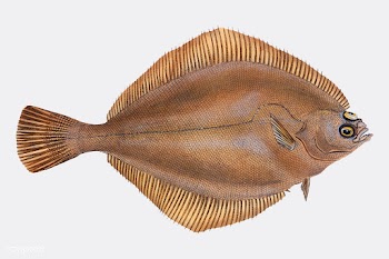 Vintage fish illustration | Free stock vector - 504563
