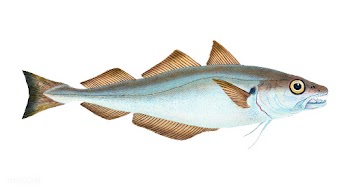 Vintage fish illustration | Free stock vector - 504564