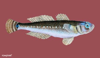 Vintage fish illustration | Free stock vector - 504566