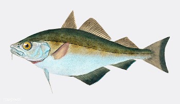 Vintage fish illustration | Free stock vector - 504568