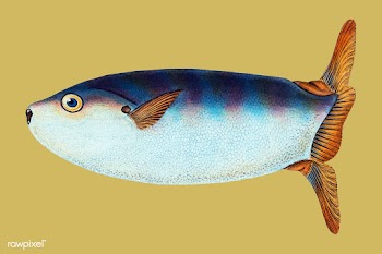 Vintage fish illustration | Free stock vector - 504569