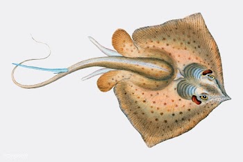 Vintage fish illustration | Free stock vector - 504575