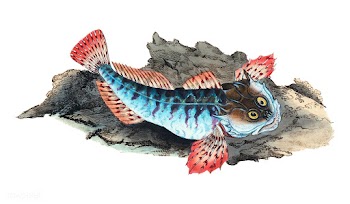 Vintage fish illustration | Free stock vector - 504578