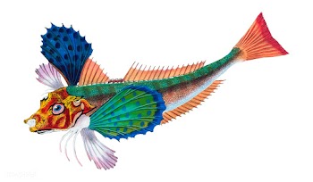 Vintage fish illustration | Free stock vector - 504579