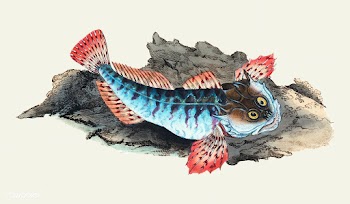 Vintage fish illustration | Free stock vector - 504581