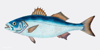 Vintage fish illustration | Free stock vector - 504583