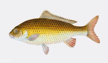 Vintage fish illustration | Free stock vector - 504588