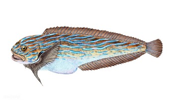 Vintage fish illustration | Free stock vector - 504591