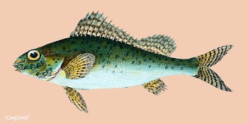Vintage fish illustration | Free stock vector - 504592