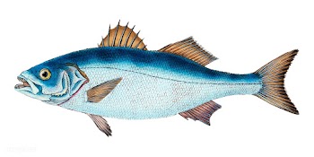Vintage fish illustration | Free stock vector - 504593