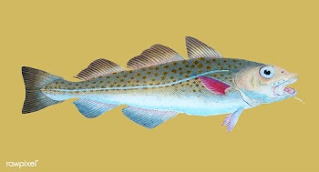 Vintage fish illustration | Free stock vector - 504594