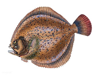 Vintage fish illustration | Free stock vector - 504595
