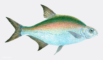 Vintage fish illustration | Free stock vector - 504597