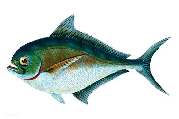 Vintage fish illustration | Free stock vector - 504600