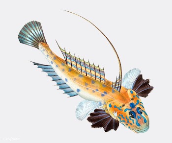 Vintage fish illustration | Free stock vector - 504601