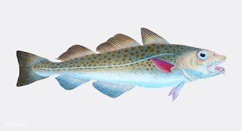 Vintage fish illustration | Free stock vector - 504604