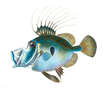 Vintage fish illustration | Free stock vector - 504609