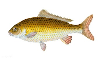 Vintage fish illustration | Free stock vector - 504611