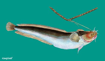 Vintage fish illustration | Free stock vector - 504612