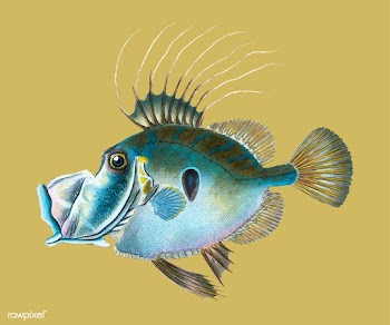 Vintage fish illustration | Free stock vector - 504613