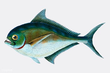 Vintage fish illustration | Free stock vector - 504617
