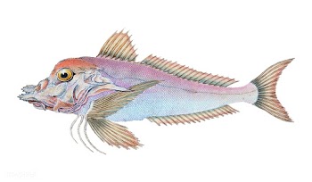 Vintage fish illustration | Free stock vector - 504618