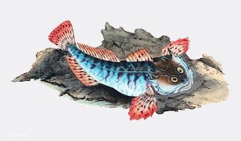 Vintage fish illustration | Free stock vector - 504619