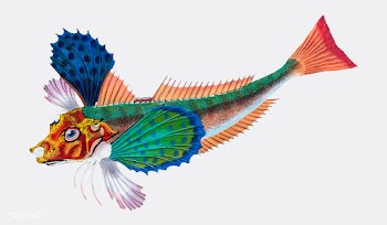 Vintage fish illustration | Free stock vector - 504620