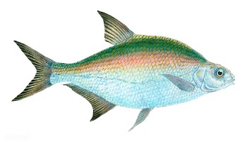 Vintage fish illustration | Free stock vector - 504621