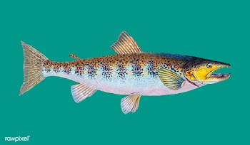 Vintage fish illustration | Free stock vector - 504622
