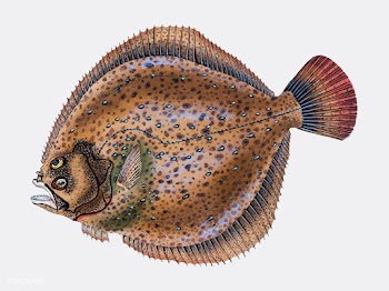 Vintage fish illustration | Free stock vector - 504623