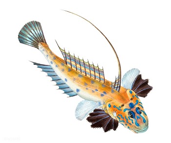 Vintage fish illustration | Free stock vector - 504624