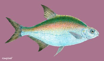 Vintage fish illustration | Free stock vector - 504625