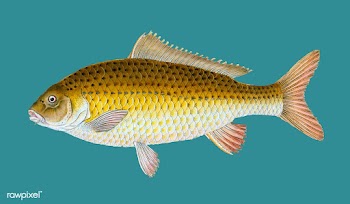Vintage fish illustration | Free stock vector - 504626