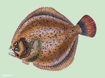 Vintage fish illustration | Free stock vector - 504627