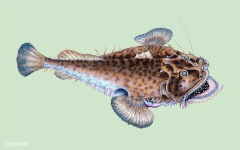 Vintage fish illustration | Free stock vector - 504629