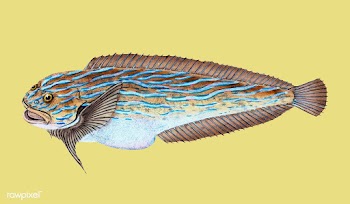 Vintage fish illustration | Free stock vector - 504631