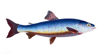 Vintage fish illustration | Free stock vector - 504634