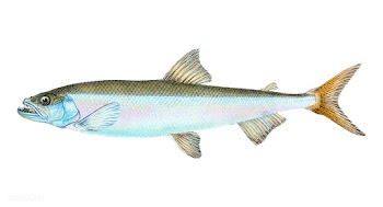Vintage fish illustration | Free stock vector - 504635