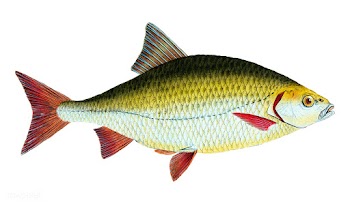 Vintage fish illustration | Free stock vector - 504637