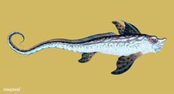 Vintage fish illustration | Free stock vector - 504638
