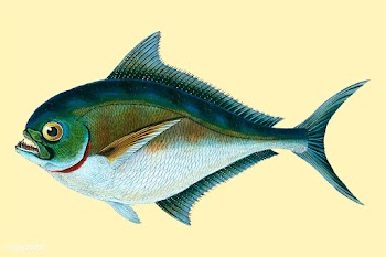 Vintage fish illustration | Free stock vector - 504639