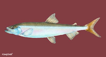 Vintage fish illustration | Free stock vector - 504642