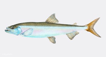 Vintage fish illustration | Free stock vector - 504647